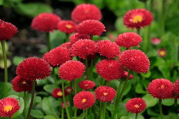 Welke soorten mulch zijn het meest effectief voor je planten?